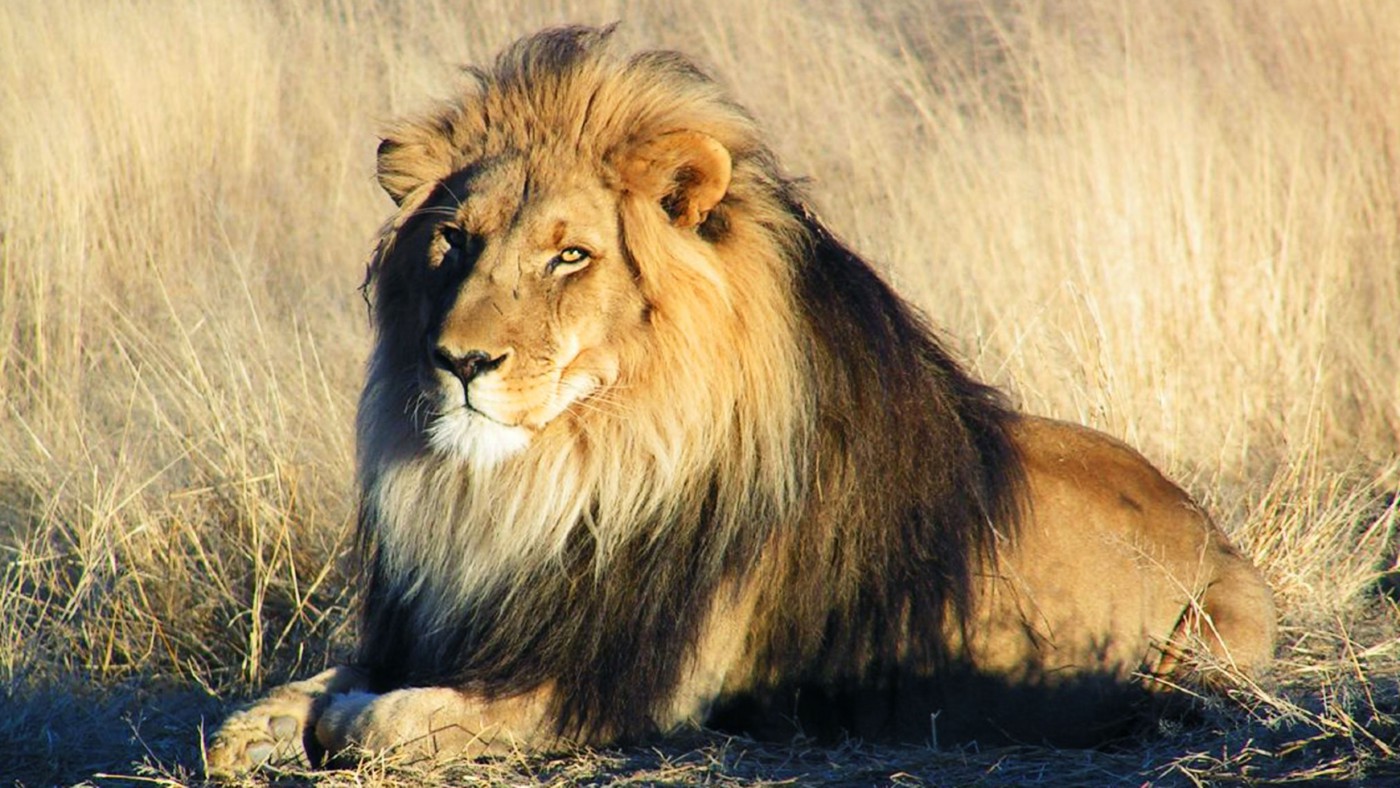 Cecil’s death was not a tragedy. He was only a lion