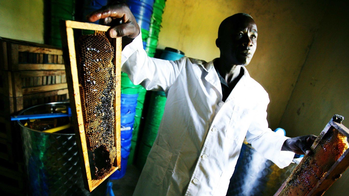 The business of bees is taking the sting out of poverty
