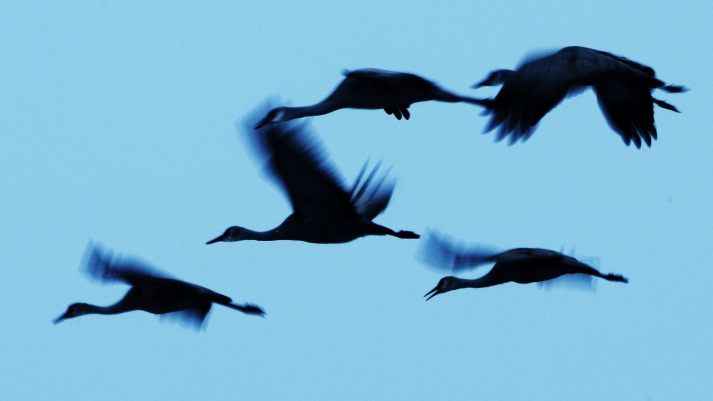 How the market has given migrating birds a habitat