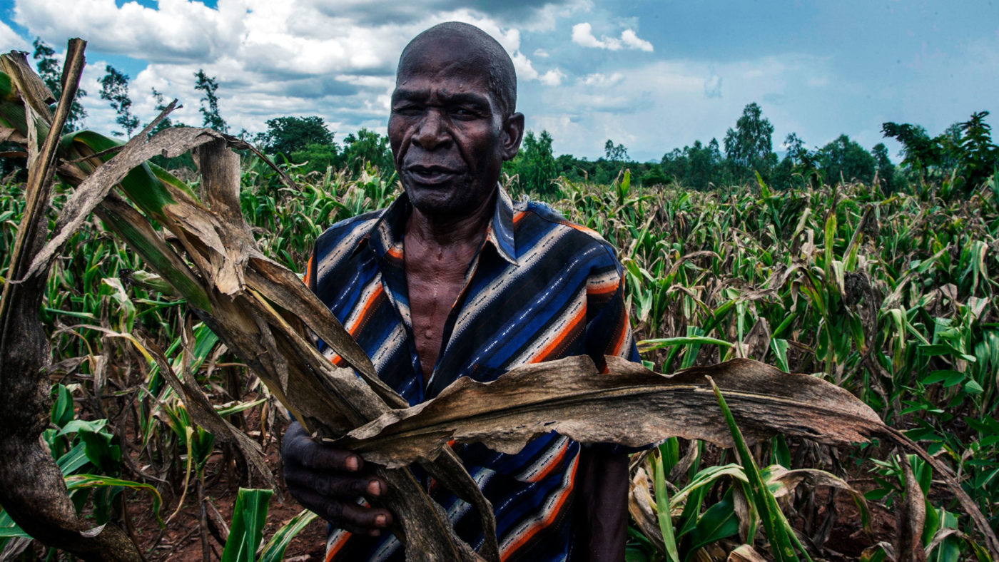 The pest that demonstrates Africa’s need for GM crops
