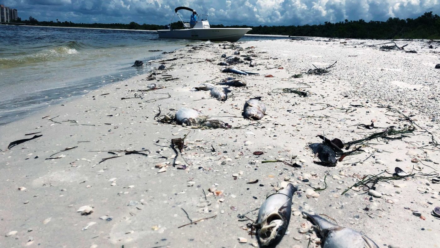 How sugar subsidies are ruining dozens of Florida beaches