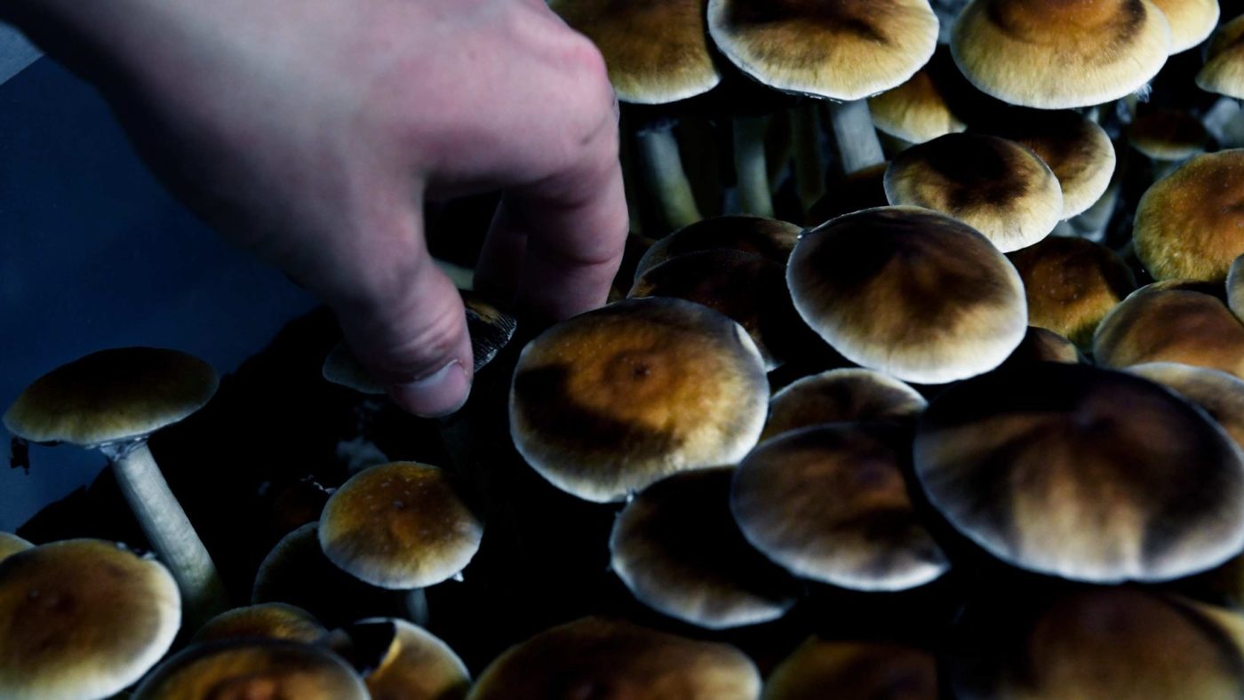 It’s magic, you know: why it’s time to lift the restrictions on psilocybin