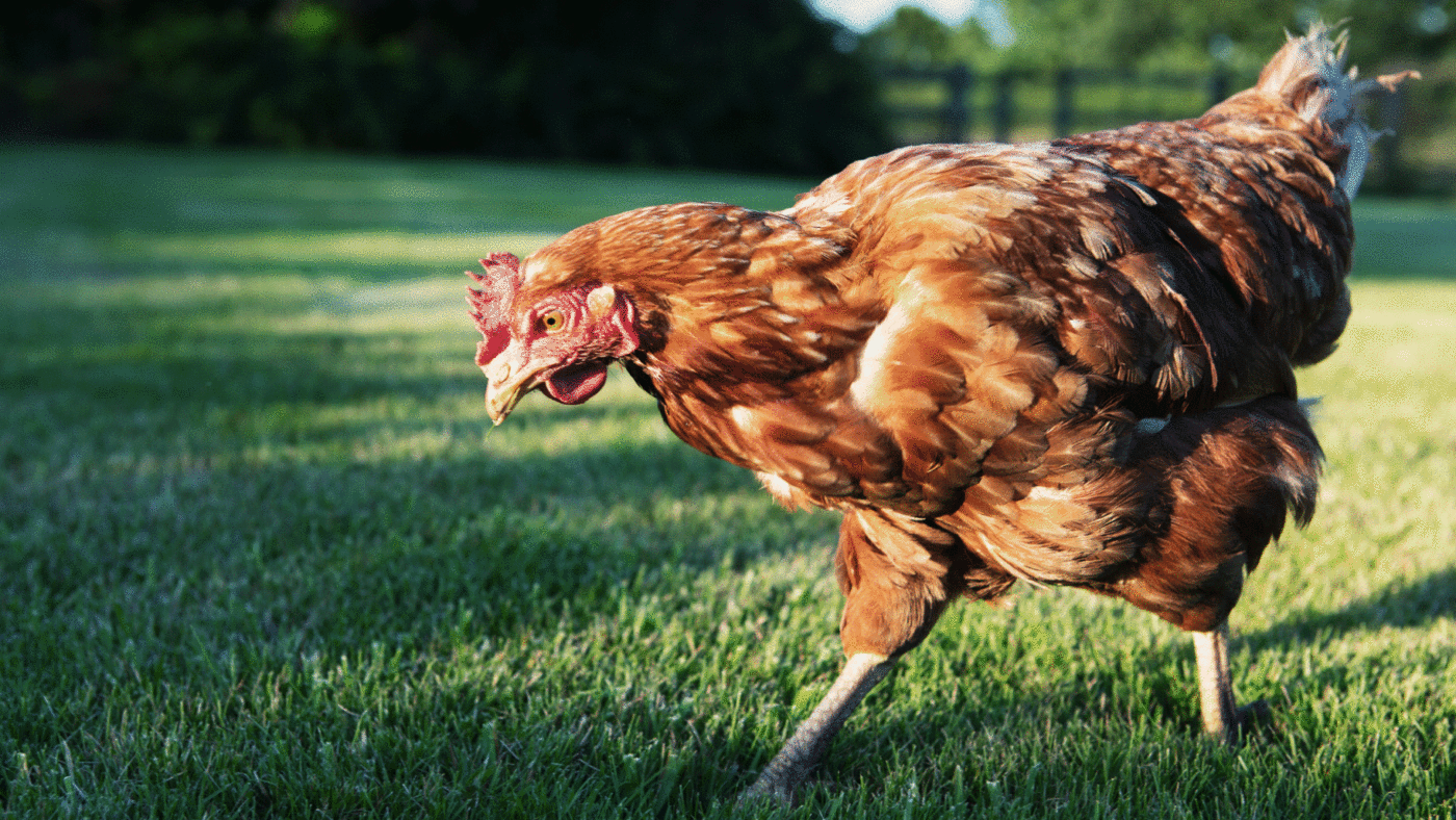 Ignore rows over chlorinated chicken, the Agriculture Bill is a political masterstroke
