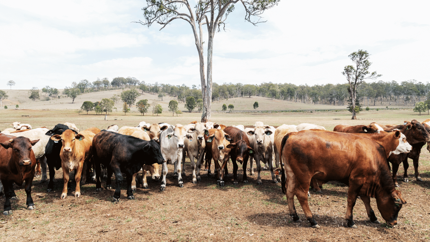 What’s wrong with a carbon tax on Australian beef? Just about everything…