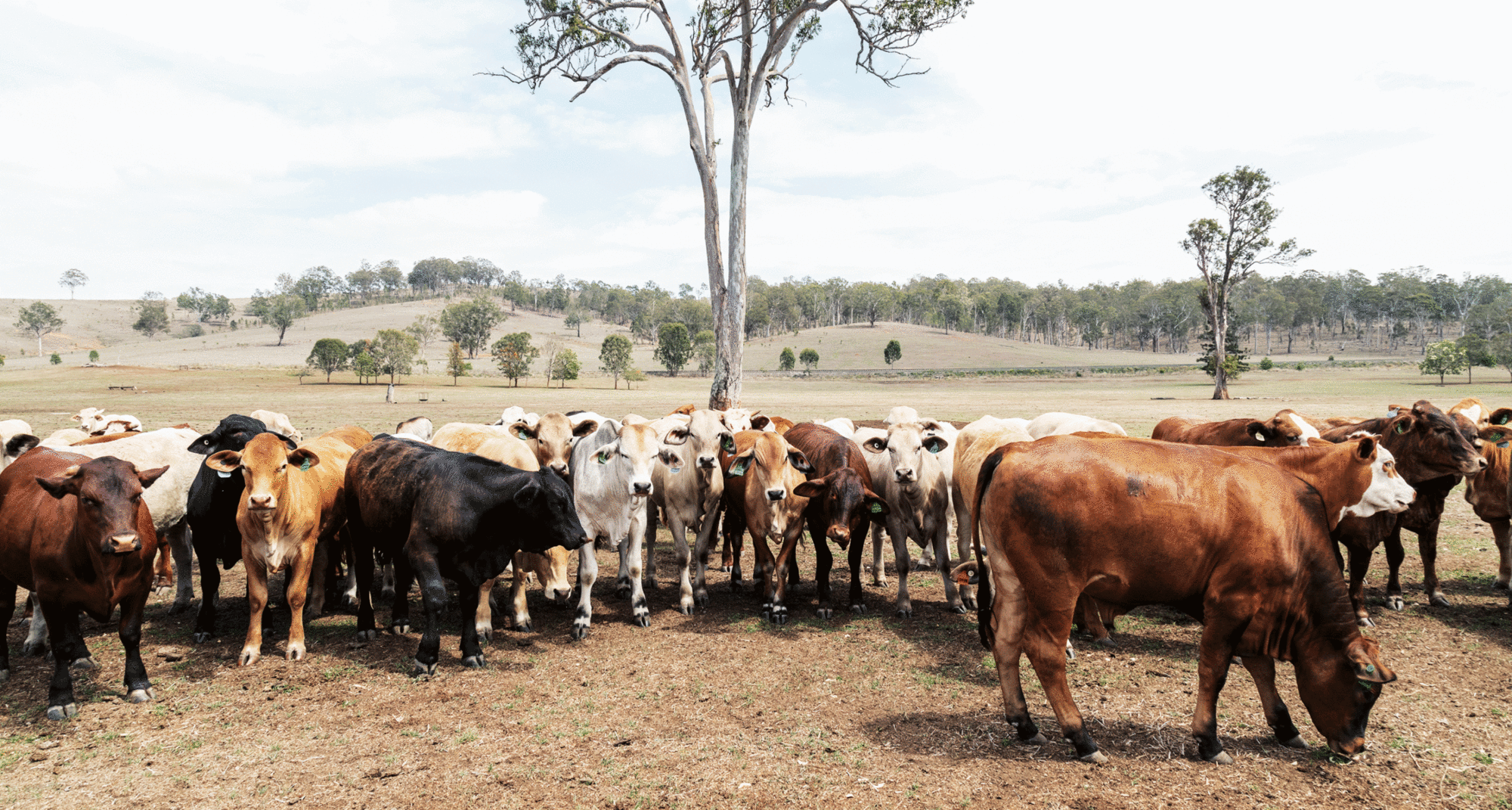 Australiancows CapX