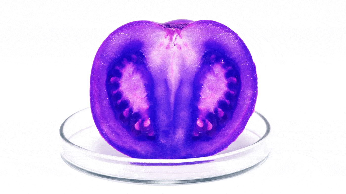 The story of the purple tomato – and why its success is a win for GM foods