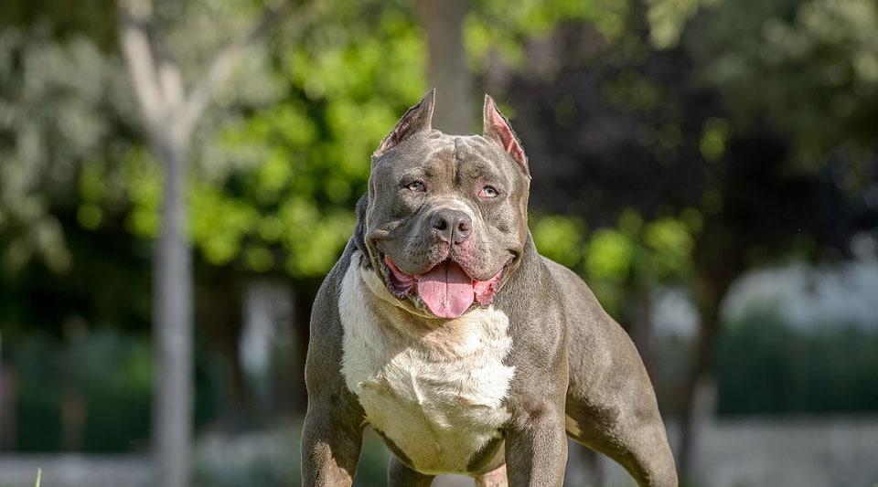 mad pitbull dog