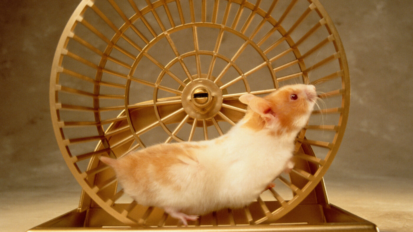 Weekly Briefing: Hamster wheel government