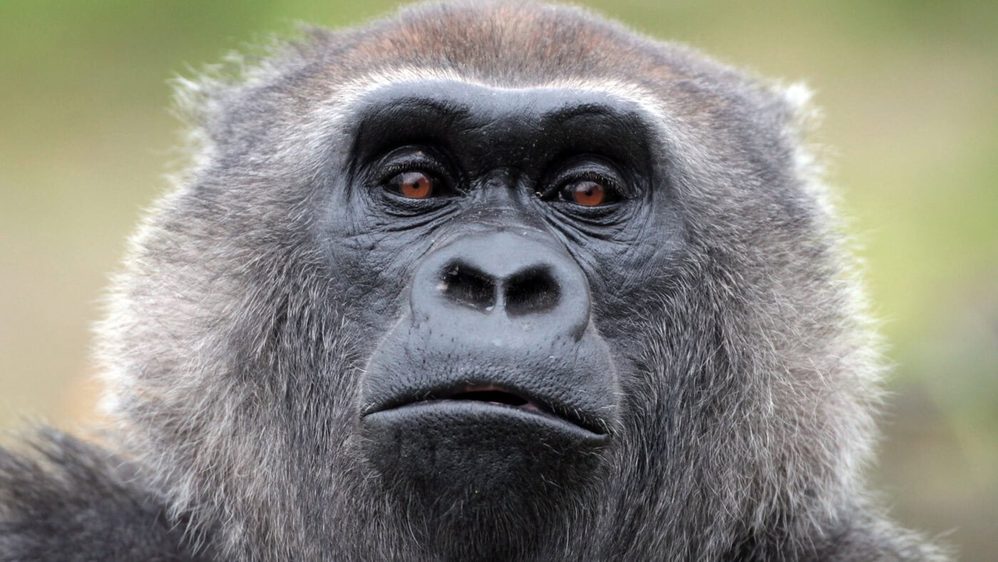 Nimby Watch: Bristol’s zoological Nimbys