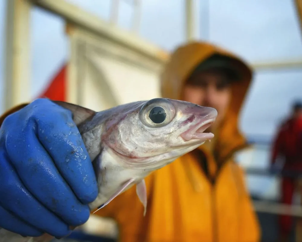Property rights could save British fishing