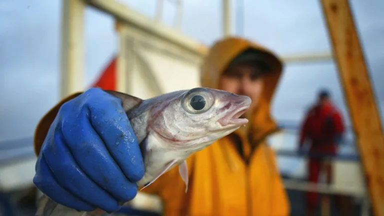 Property rights could save British fishing